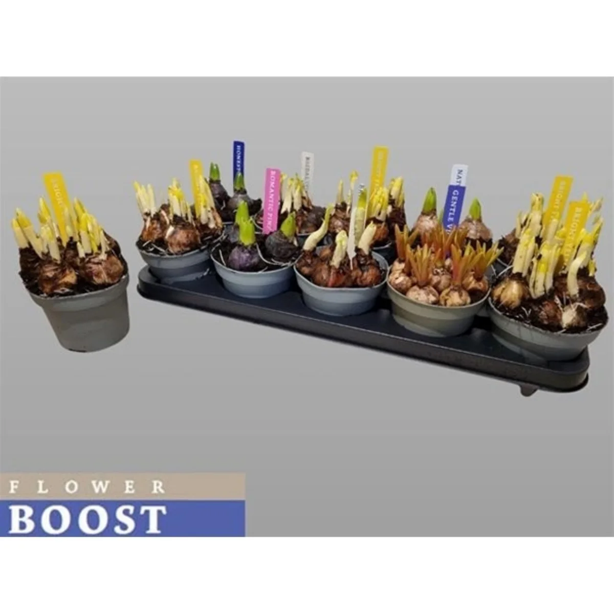 Bolbloemen Gem lale