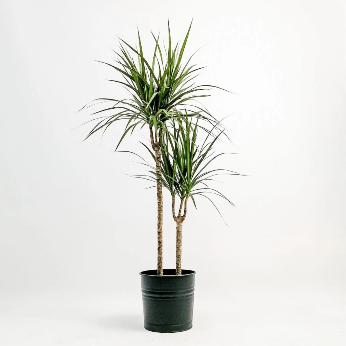Dracaena Marginata