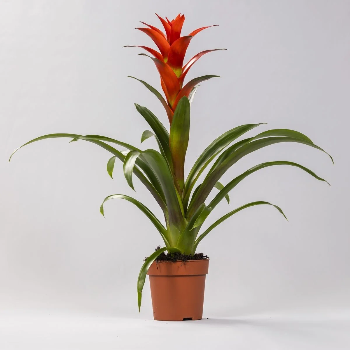 Guzmania Voila