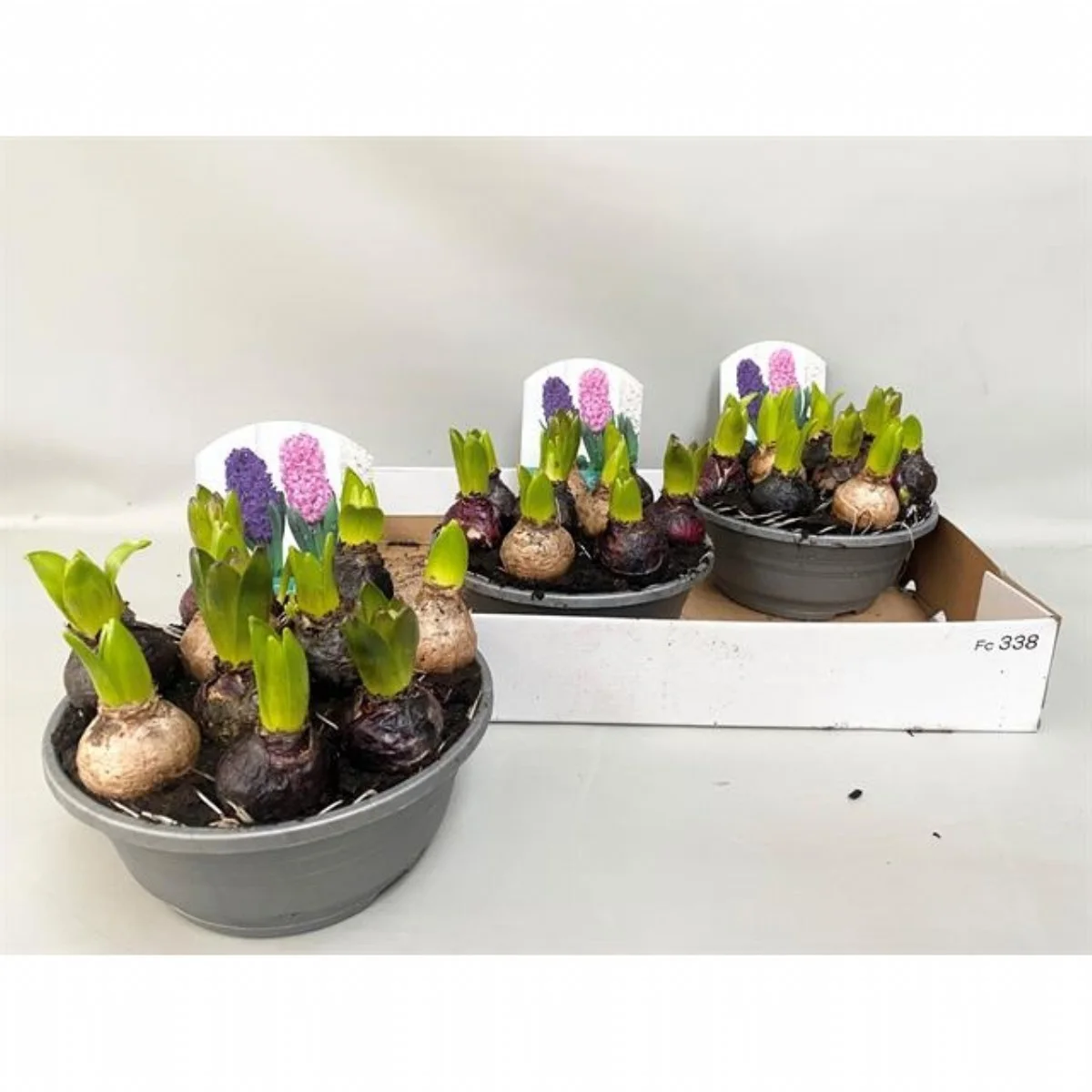 Hyacinthus Gem 3 Kl Sümbül