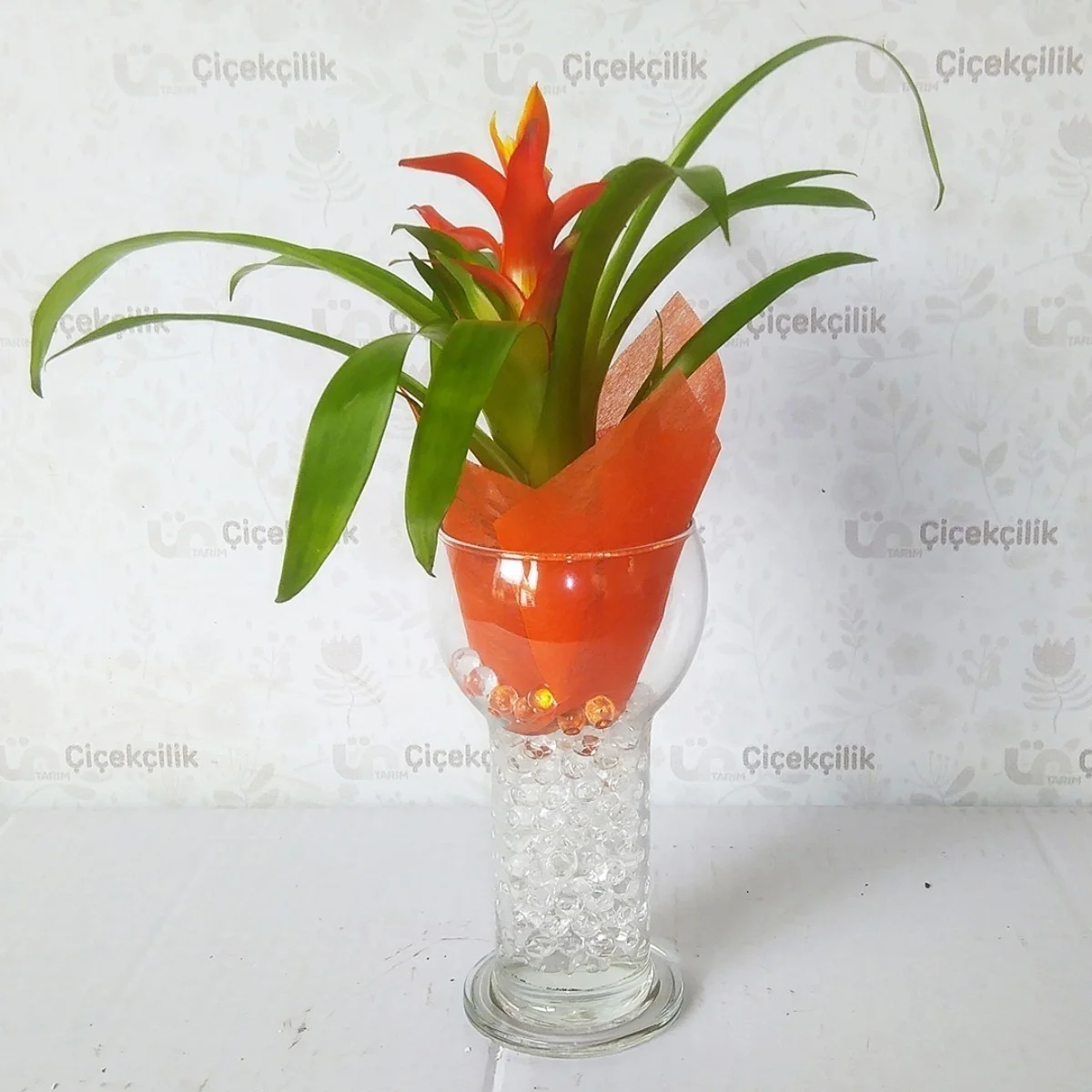 İthal Cam Vazoda Guzmania