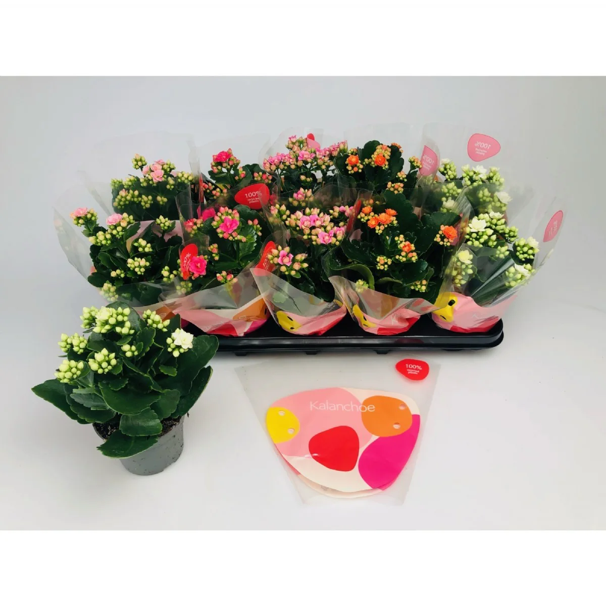 Kalanchoe Renkli İthal