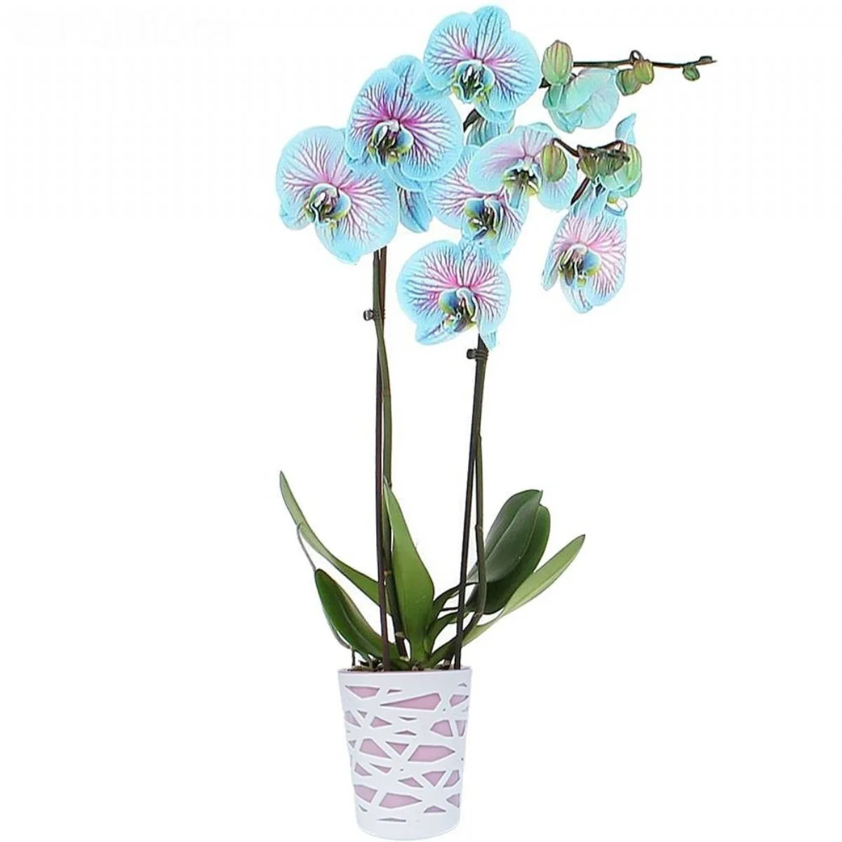 Phalaenopsis Orchid Seeds, Rare Blue And Pink mavi orkide 3 dal