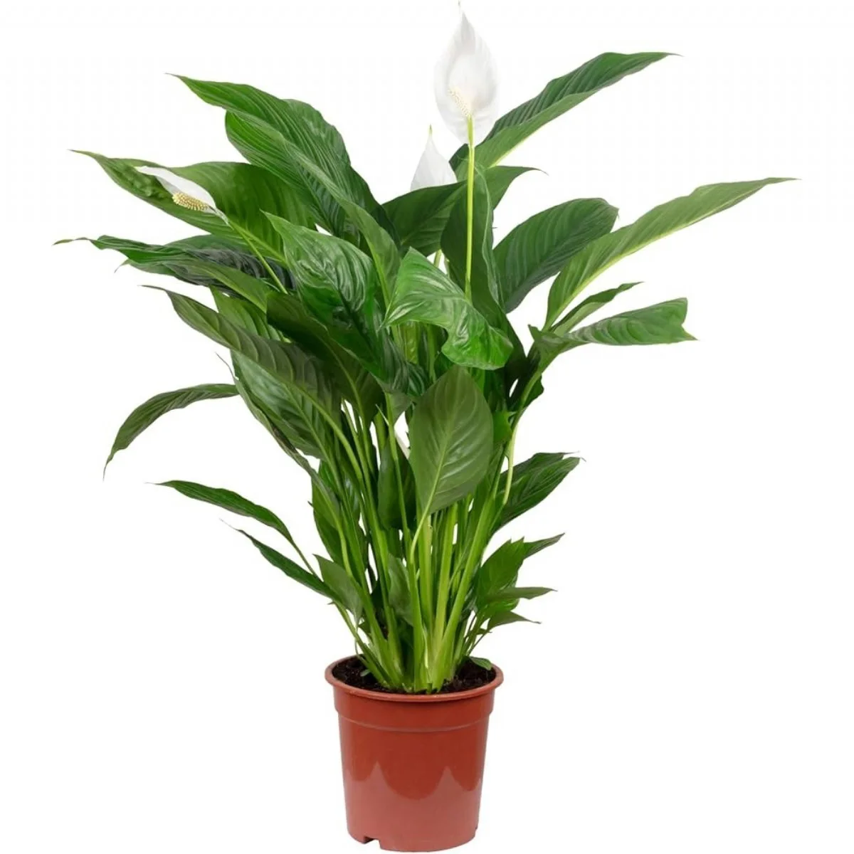 Spathifilyum Sweet Chico