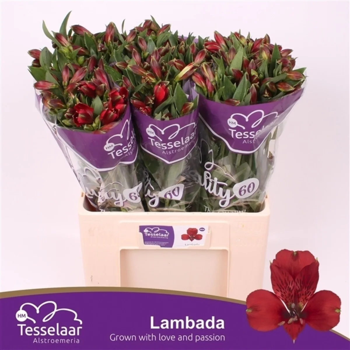 Alstr Lambada