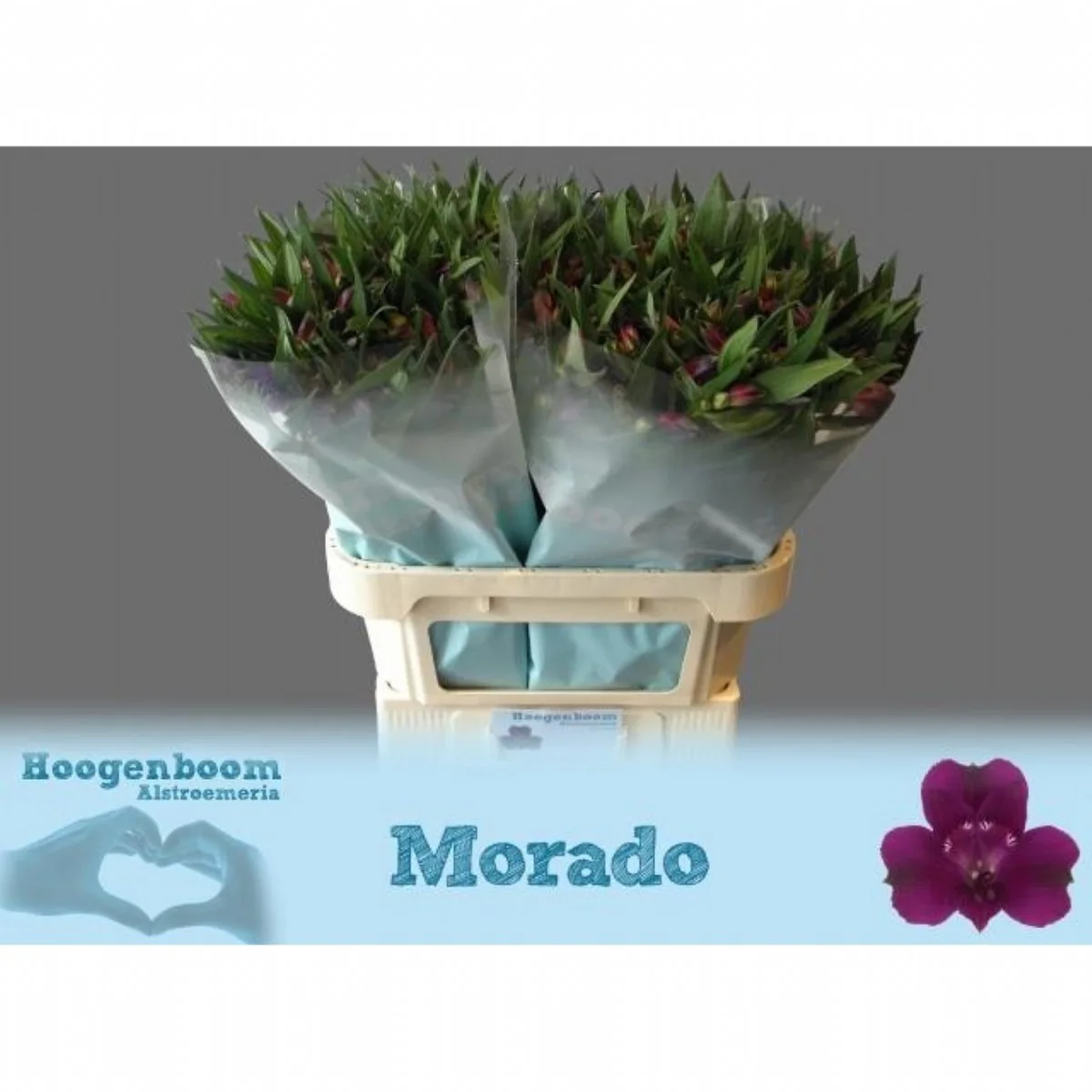 Alstroemeria Morado
