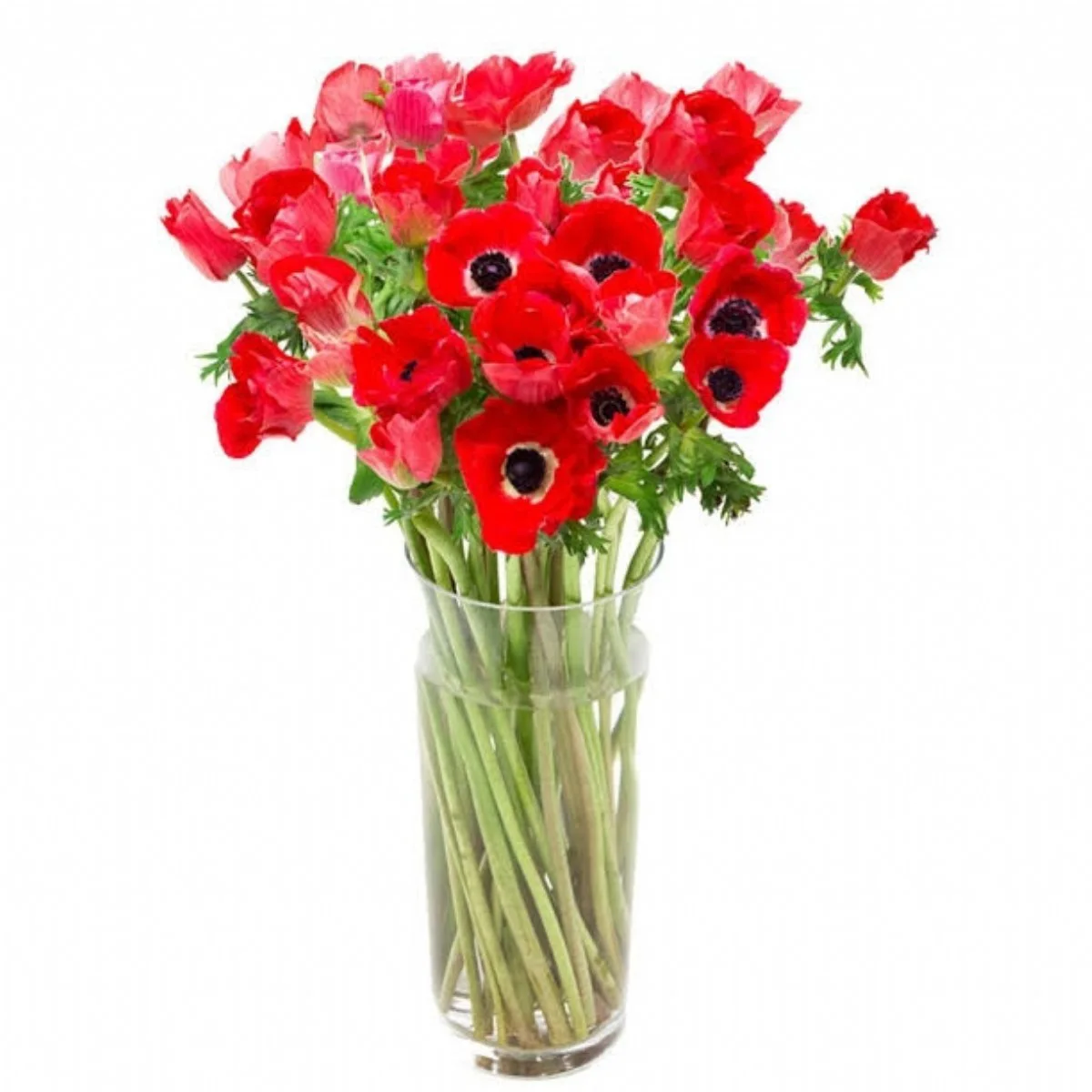 Anem Co Galil Rood - ANEMON