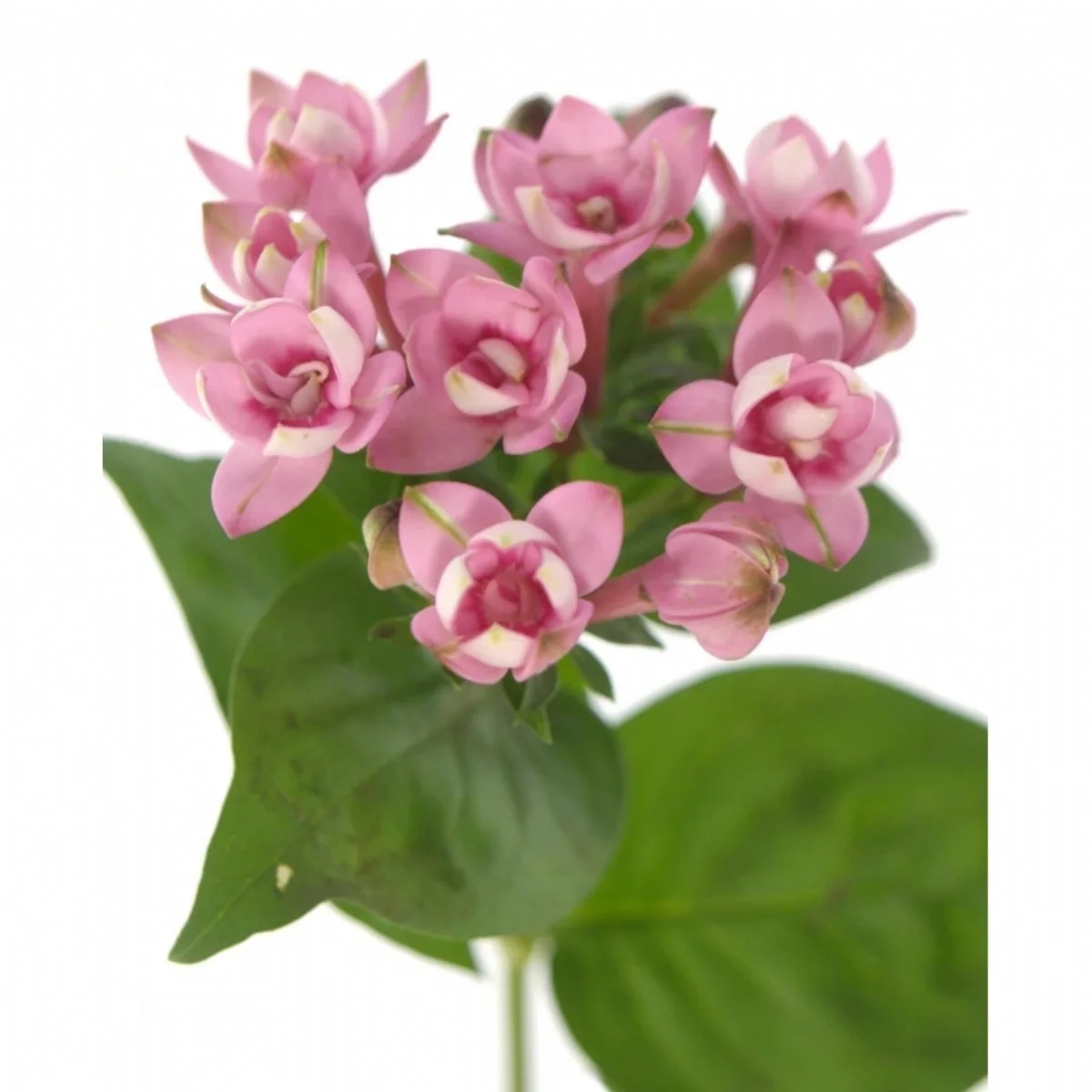 Bouvardia Du Dark Pink