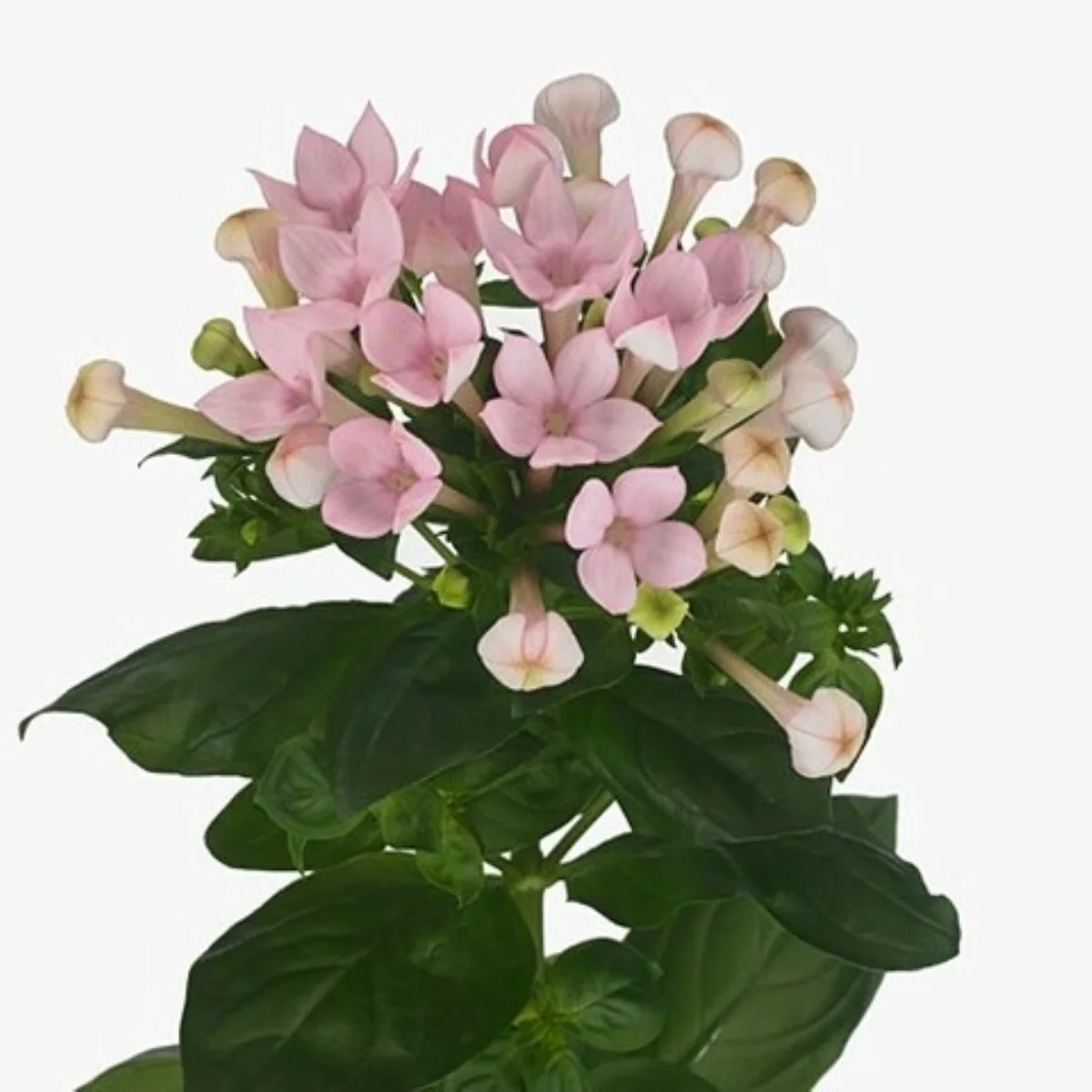 Bouvardia Sweet Roza Pink