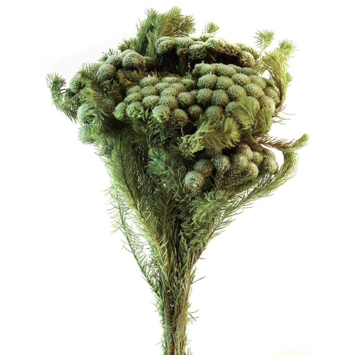 Brunia Albiflora