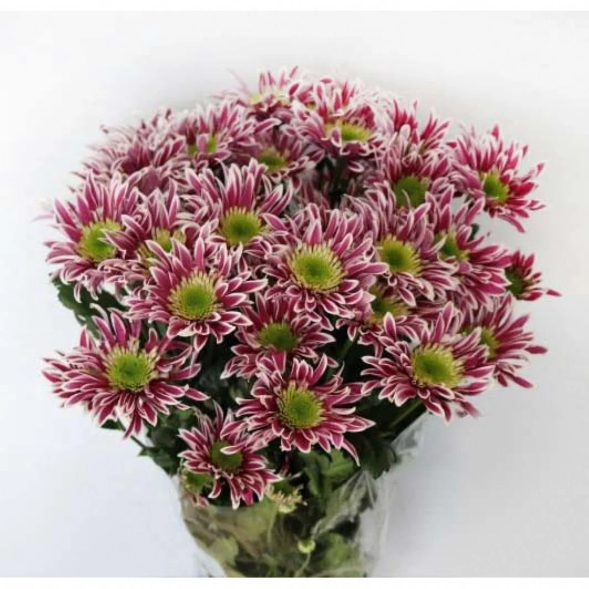 Chrysantemum G Typhoon
