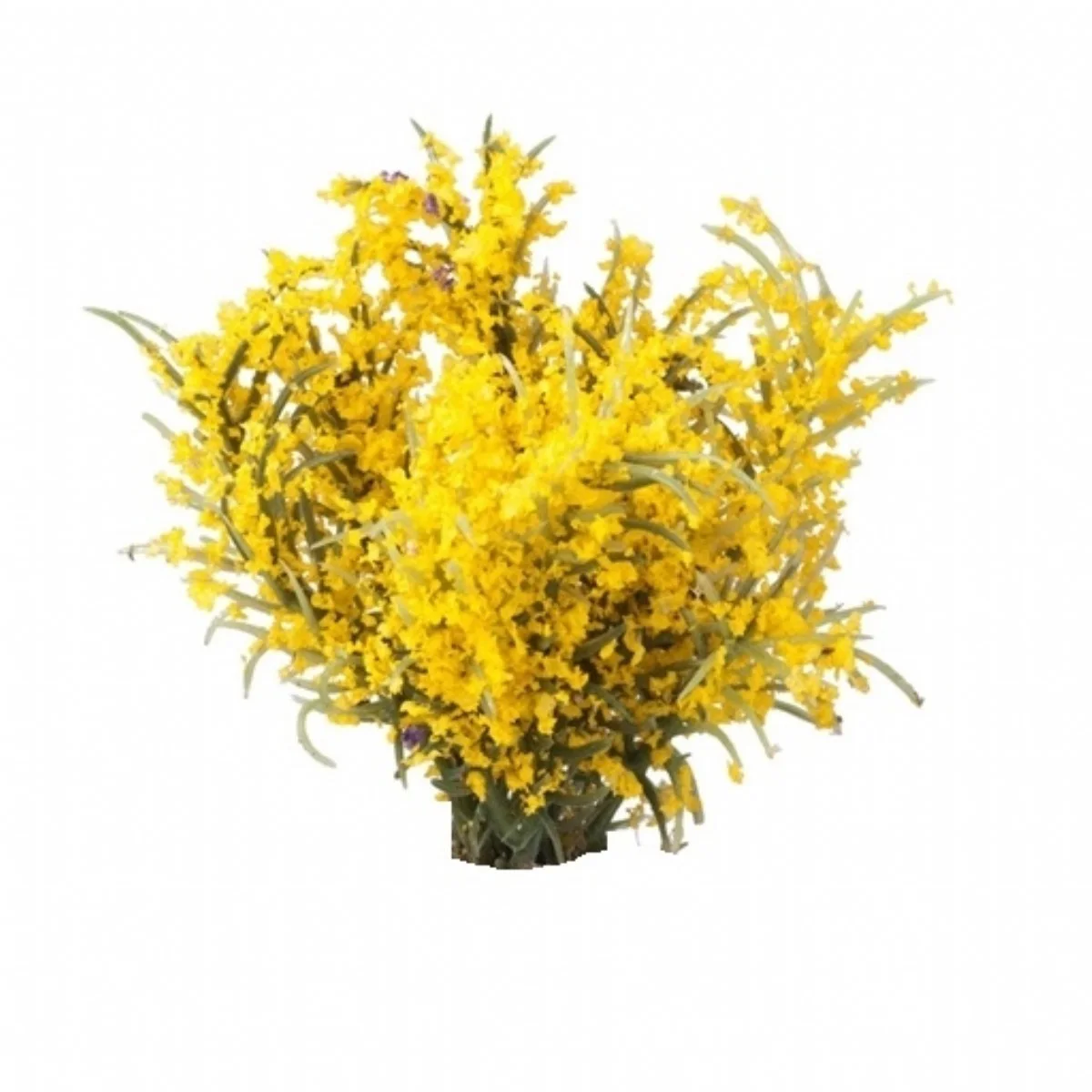 FORSYTHIA I BOS