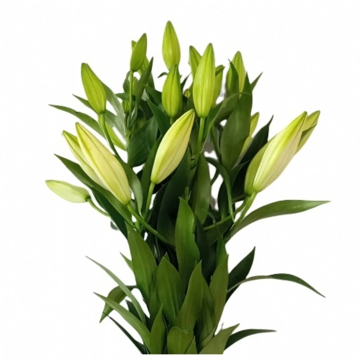 Kazablanka Lilium Or Helvetia