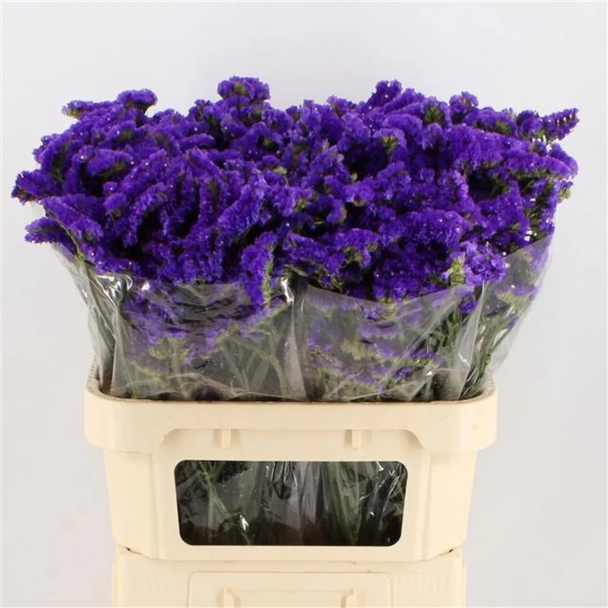 Lim S Marina Violet