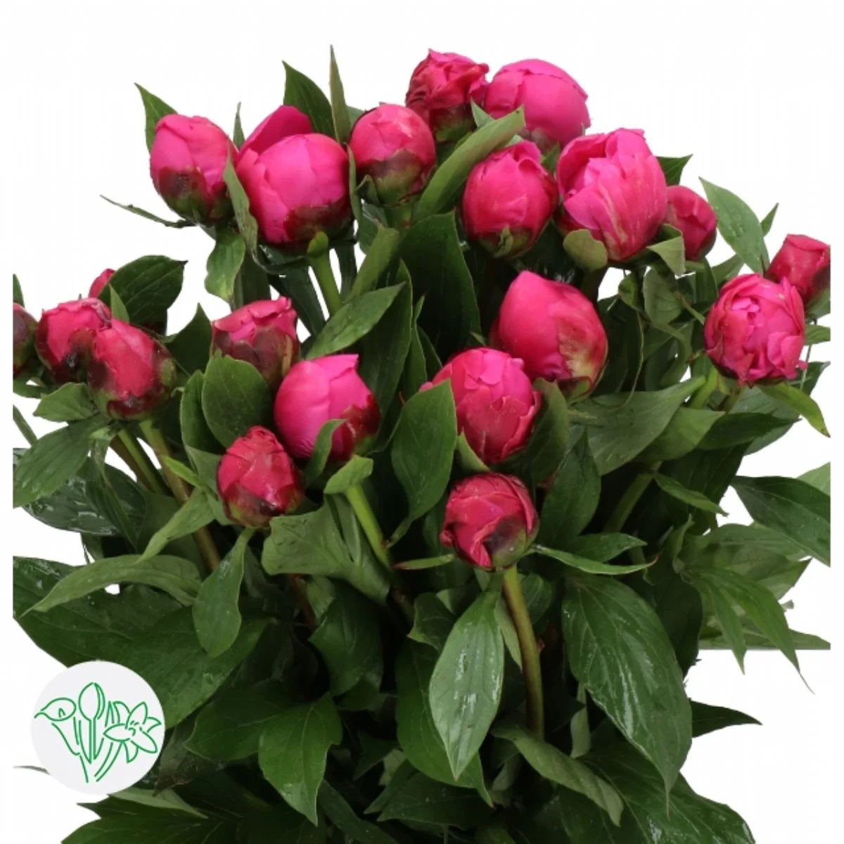 Paeonia L Noemi Demay