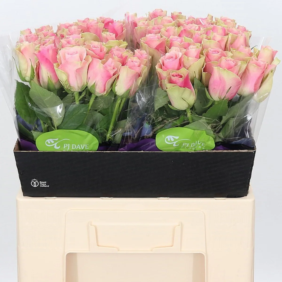 R Gr Belle Rose