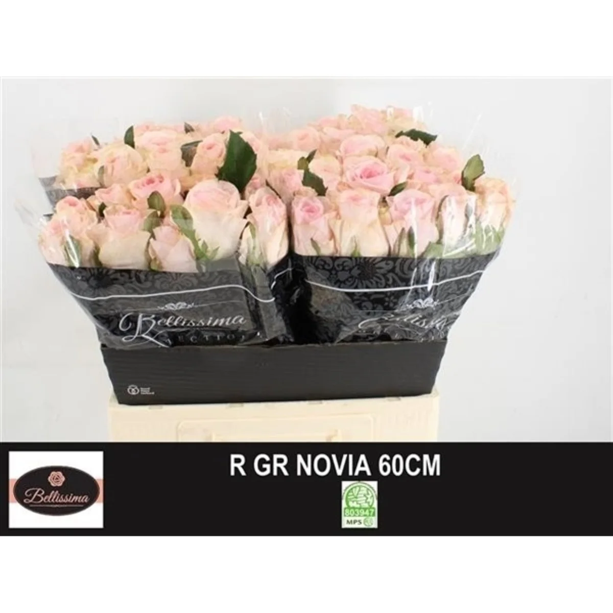 R Gr Novia50 cm