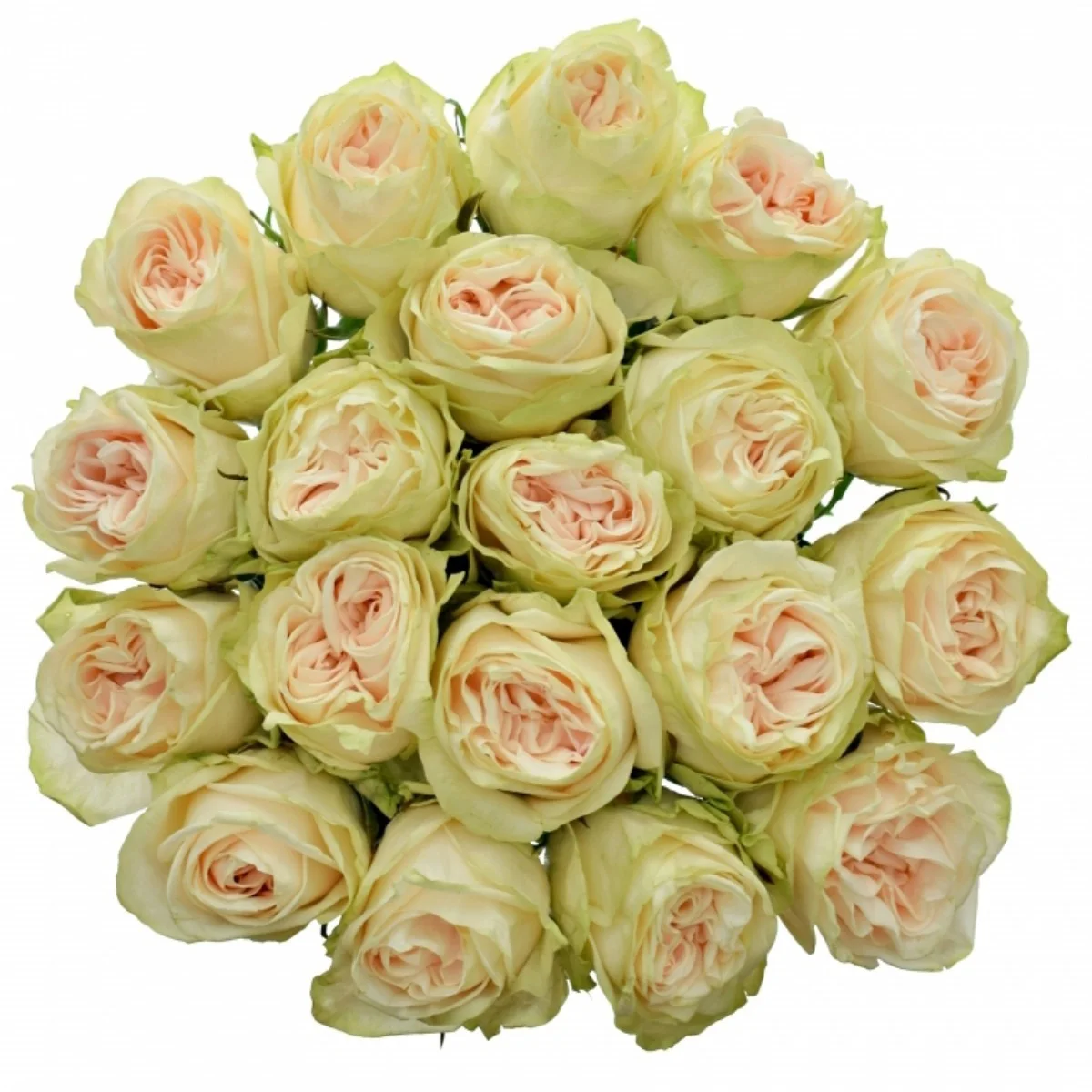 R Gr Wedding Rose