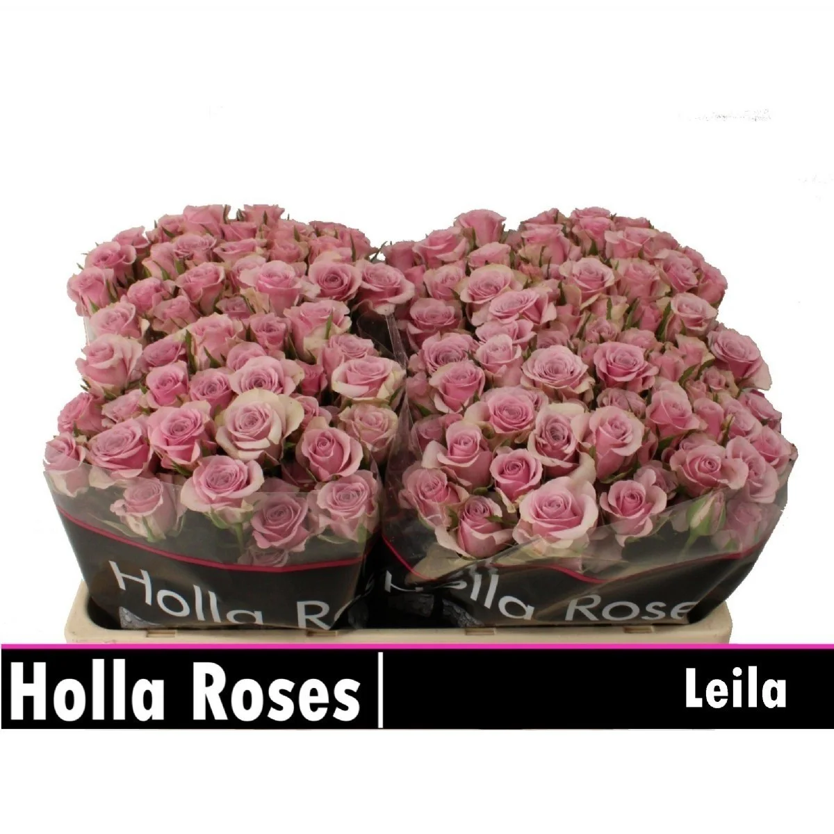 R Tr Leıla