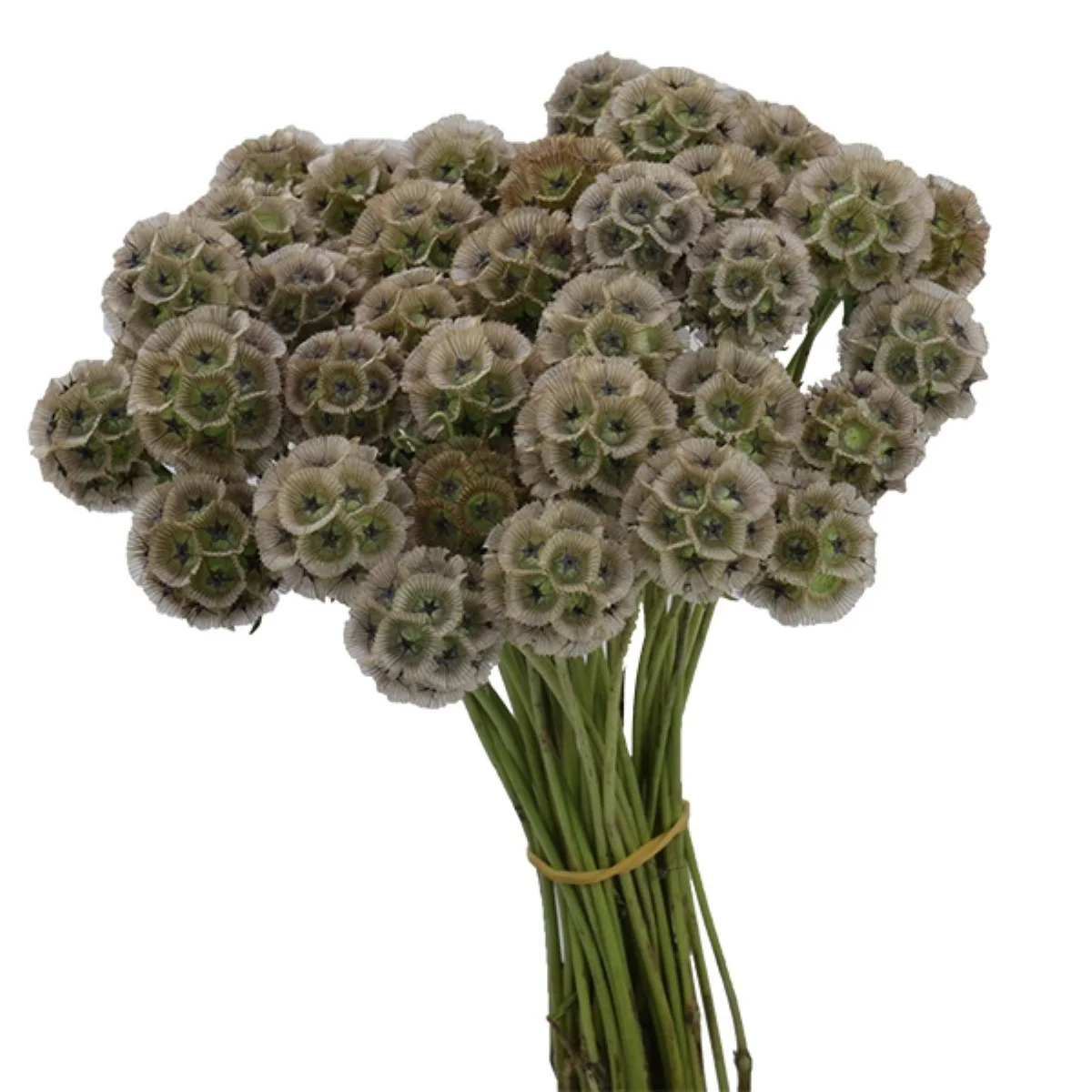 Scabiosa Stellata Zd