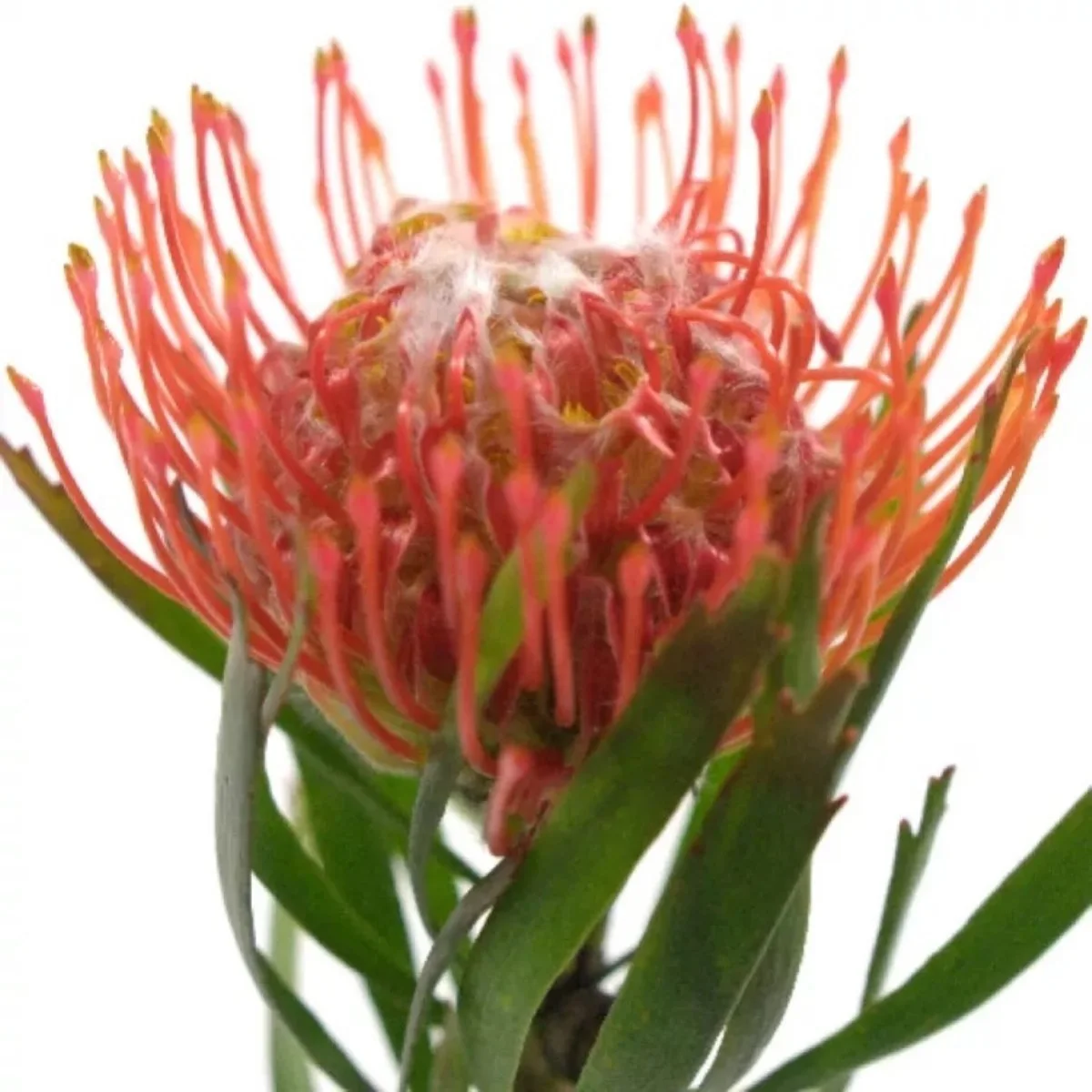 Telli Protea - Leuco Co Tango