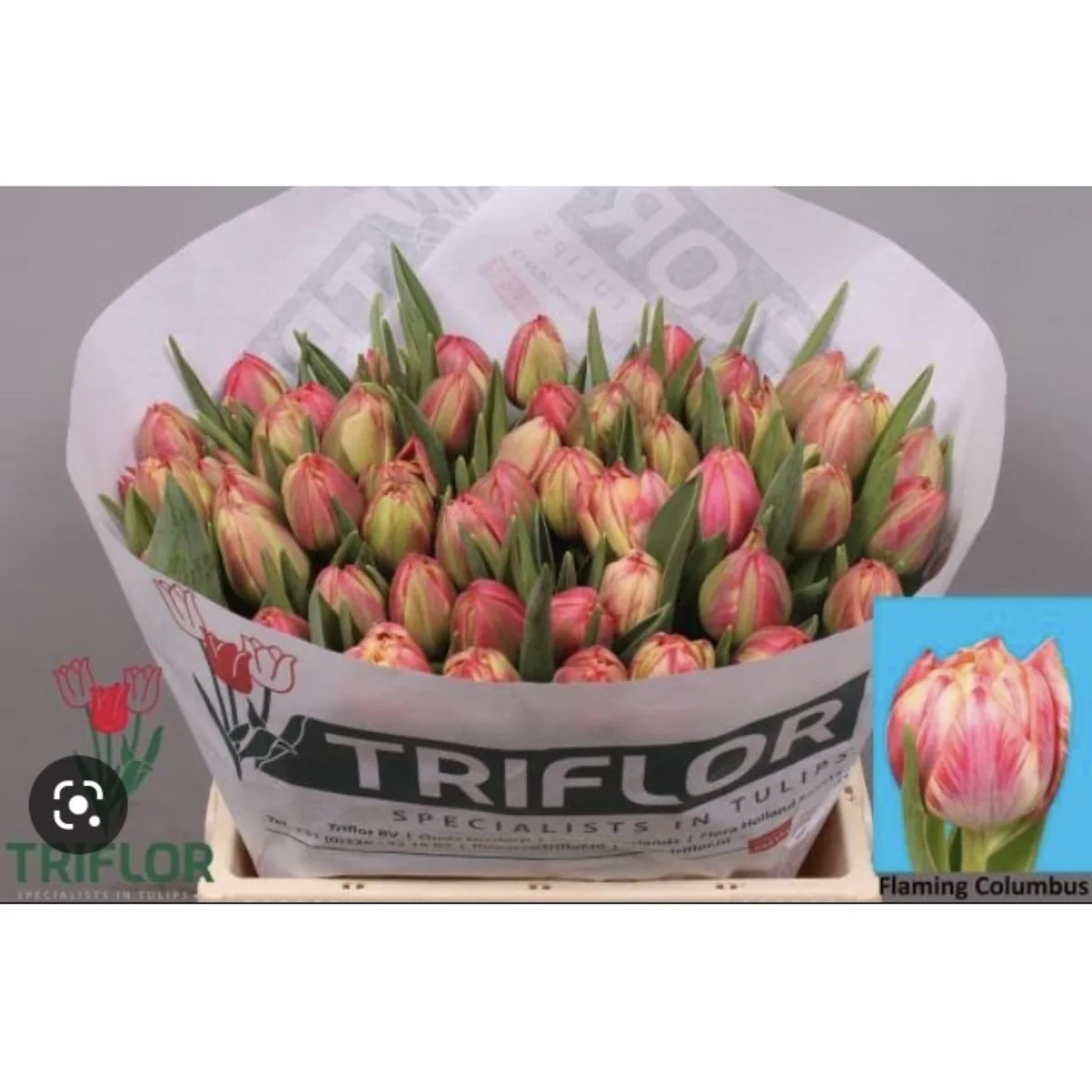 Tulipa Du Columbus lale