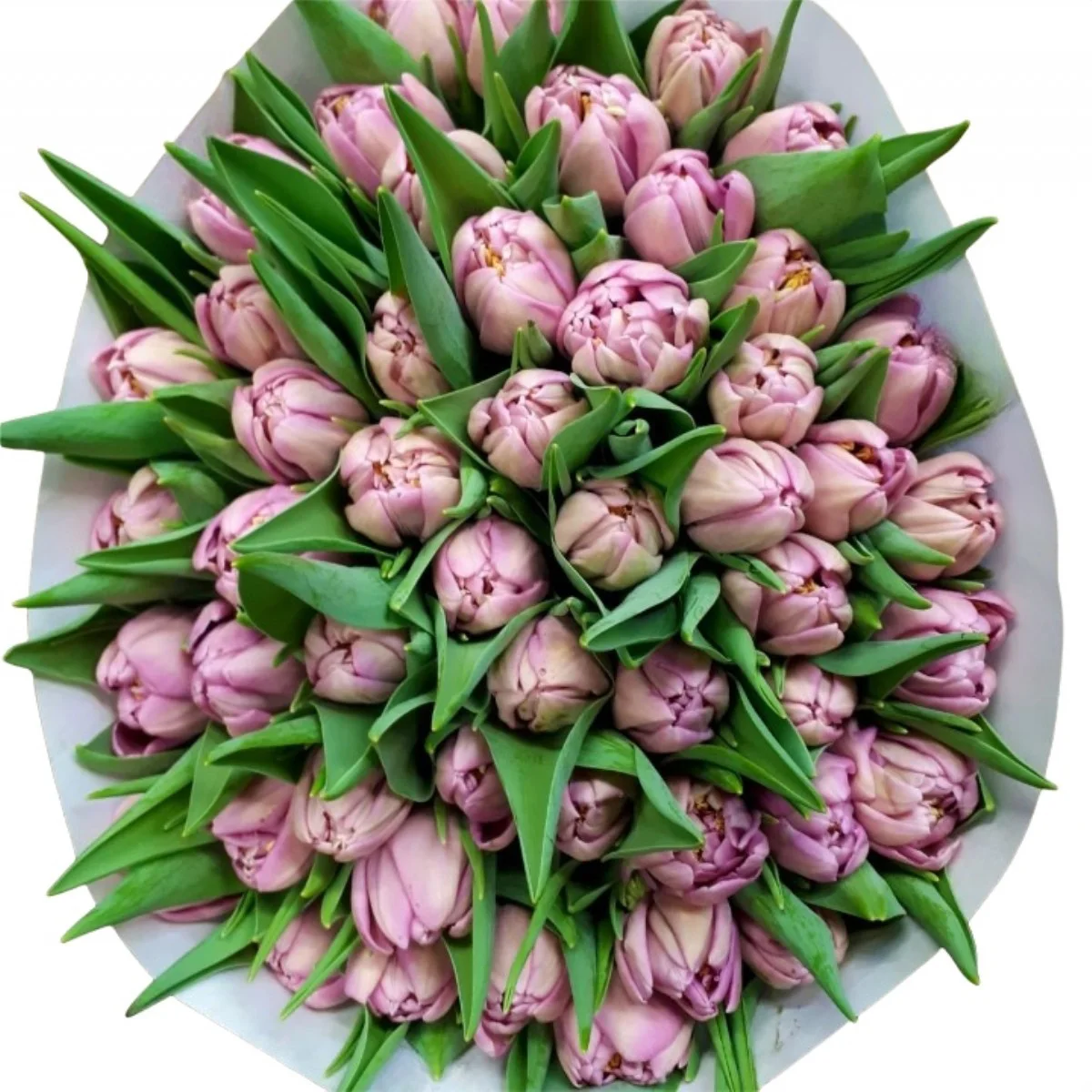 Tulipa Du Katinka