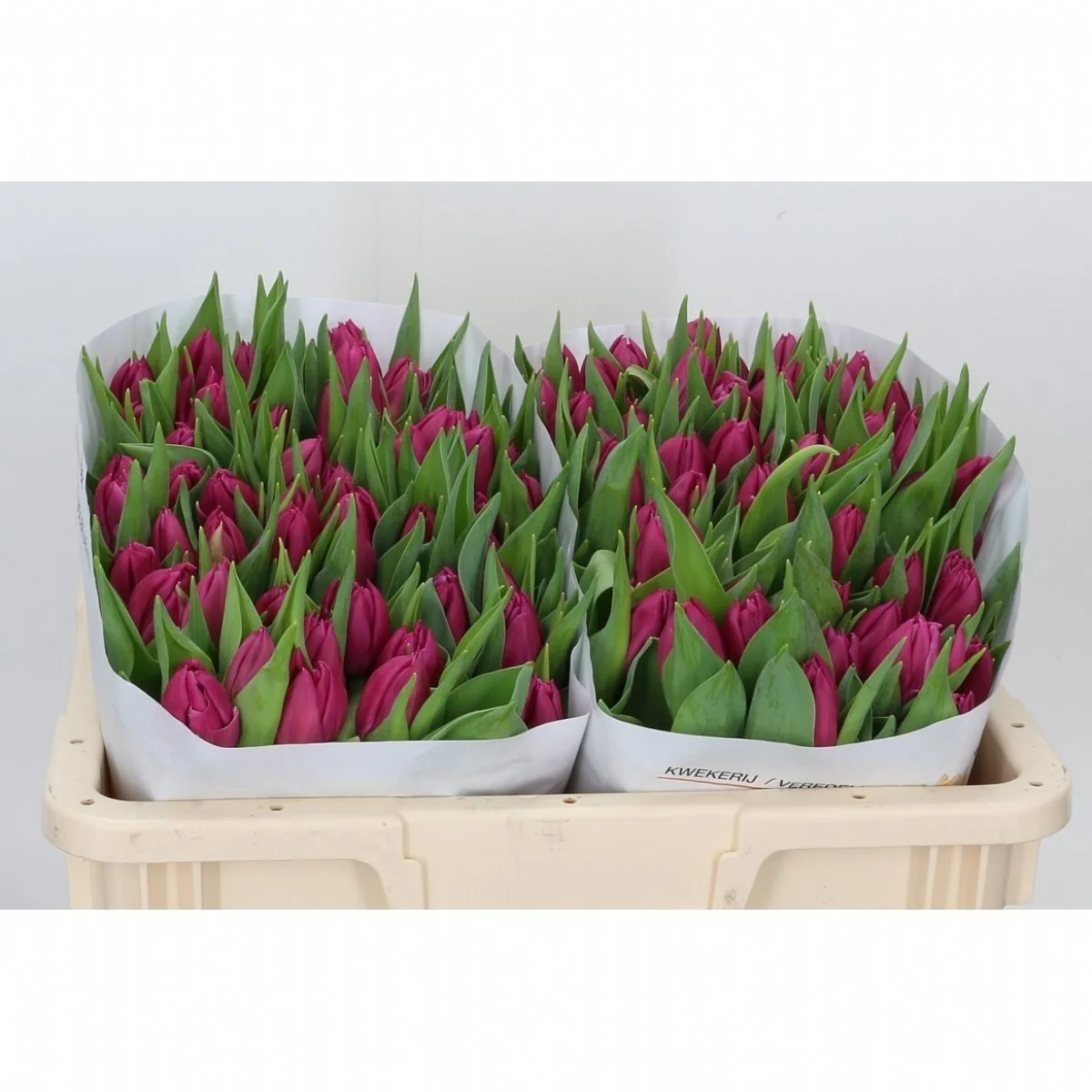 Tulipa en Gomera