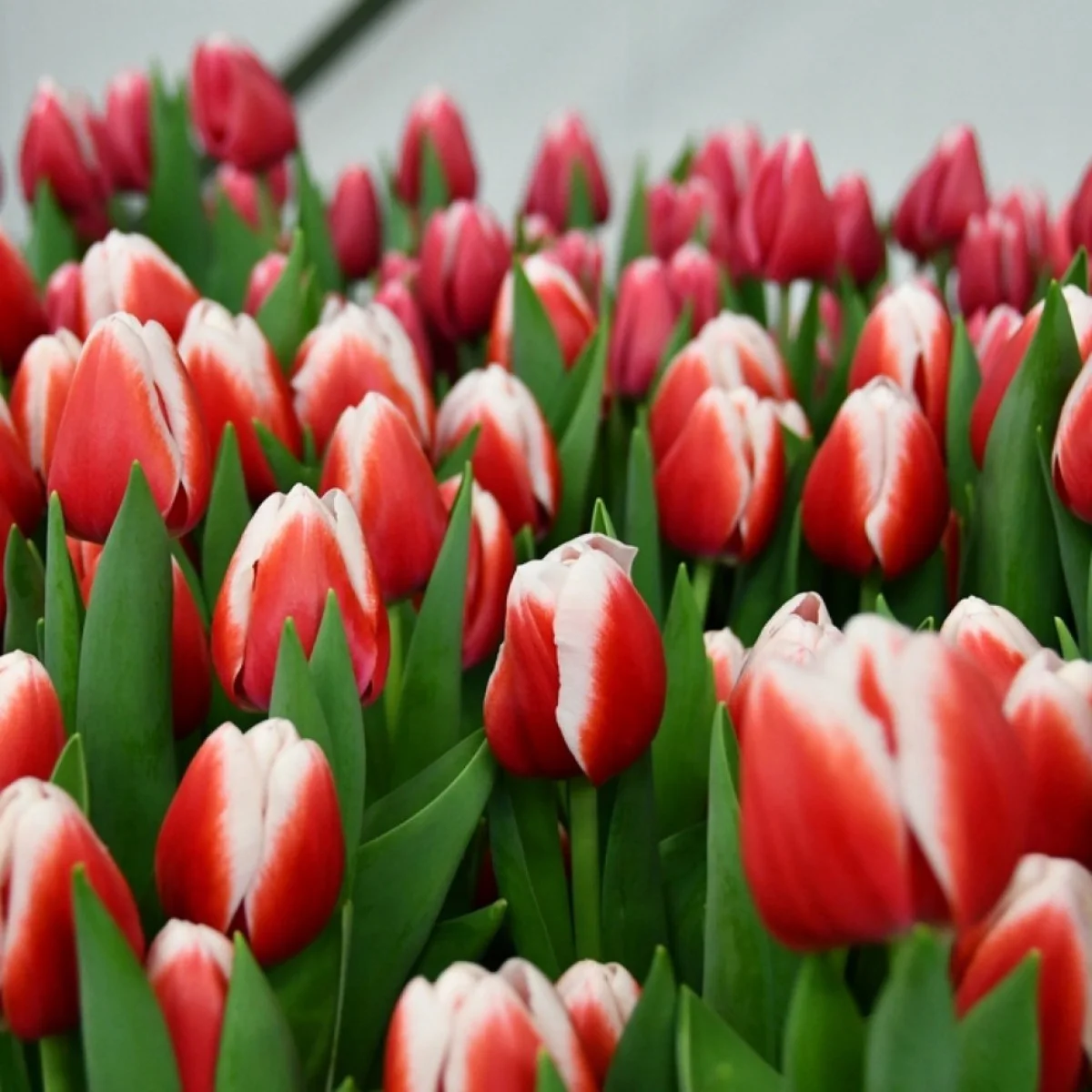 Tulipa en Lustige Witwe