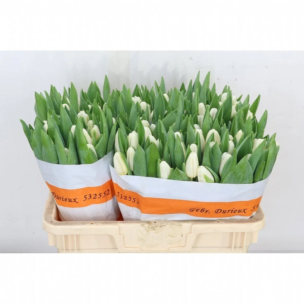 Tulipa en Movana
