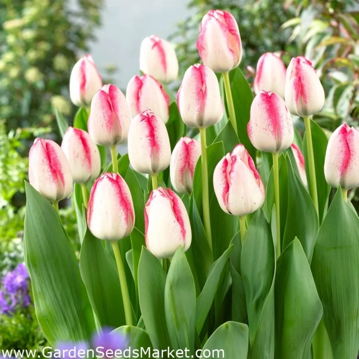 Tulipa en Playgirl