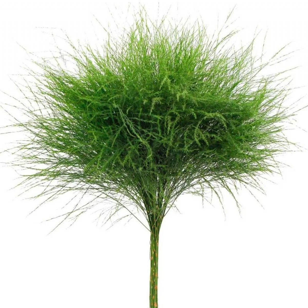 Asparagus Virgatus Küçük
