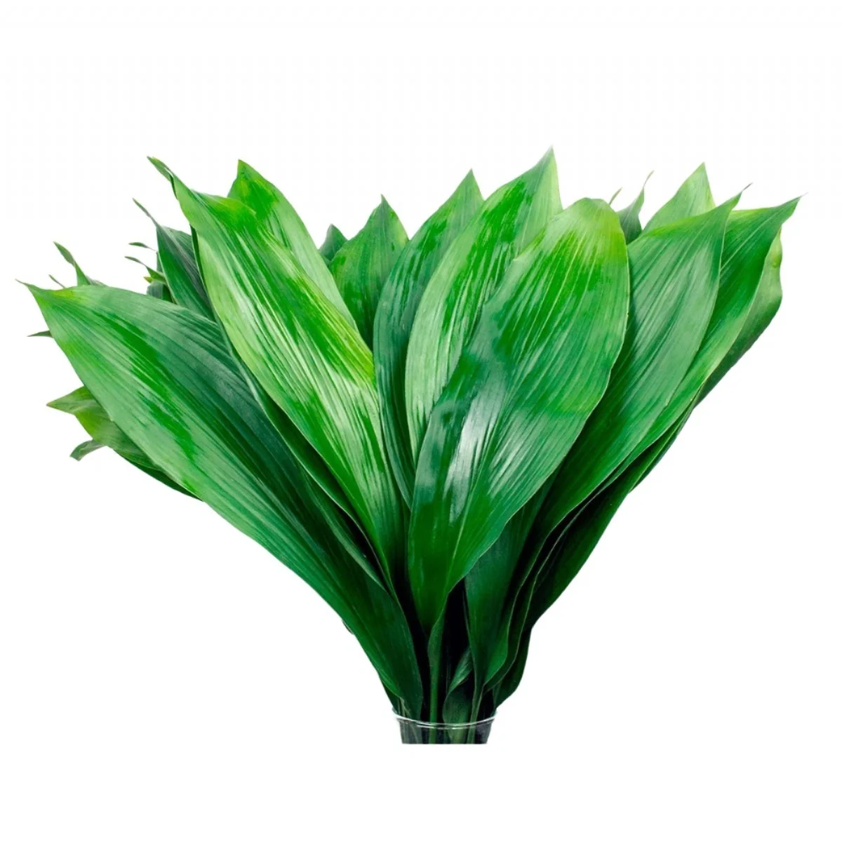 Aspidistra Elatior