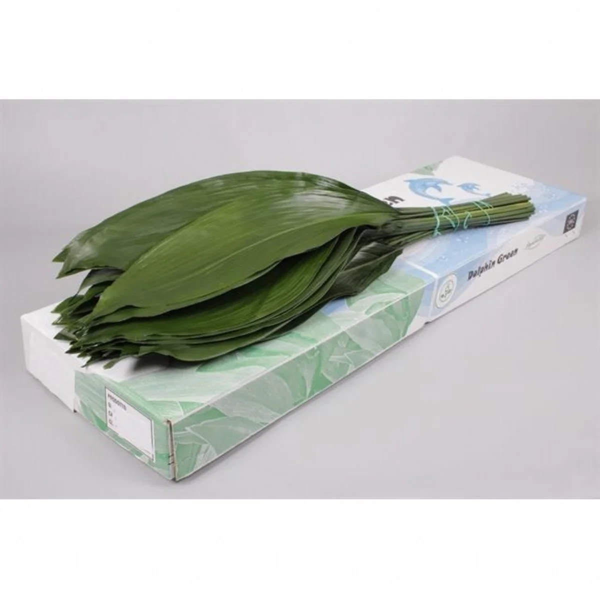 Aspidistra Elatior