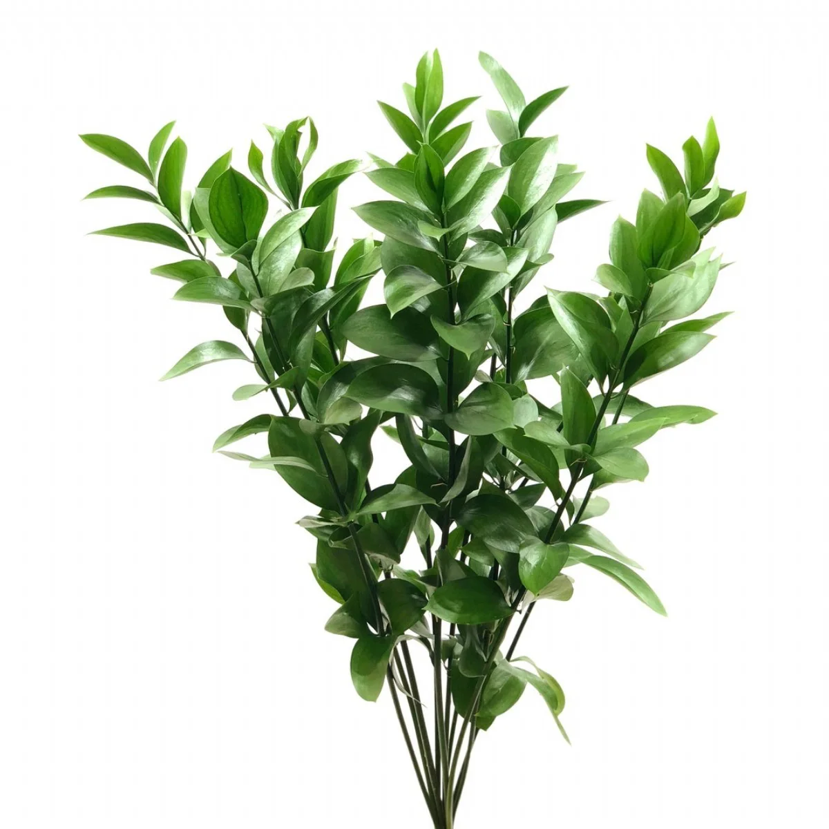 Ruscus