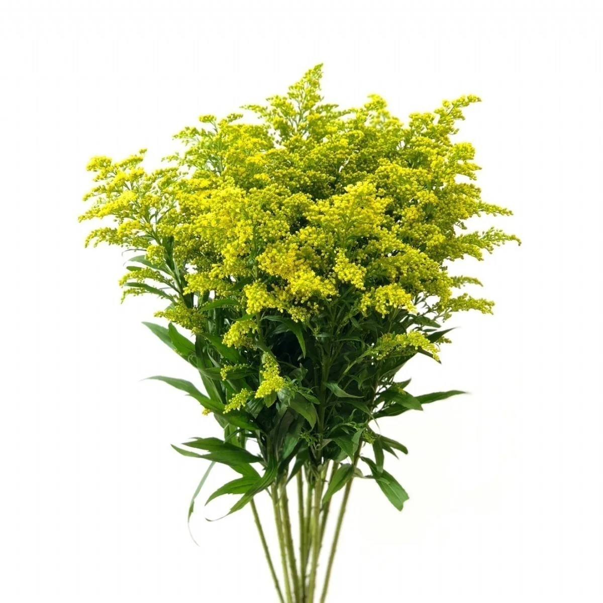 Solidago