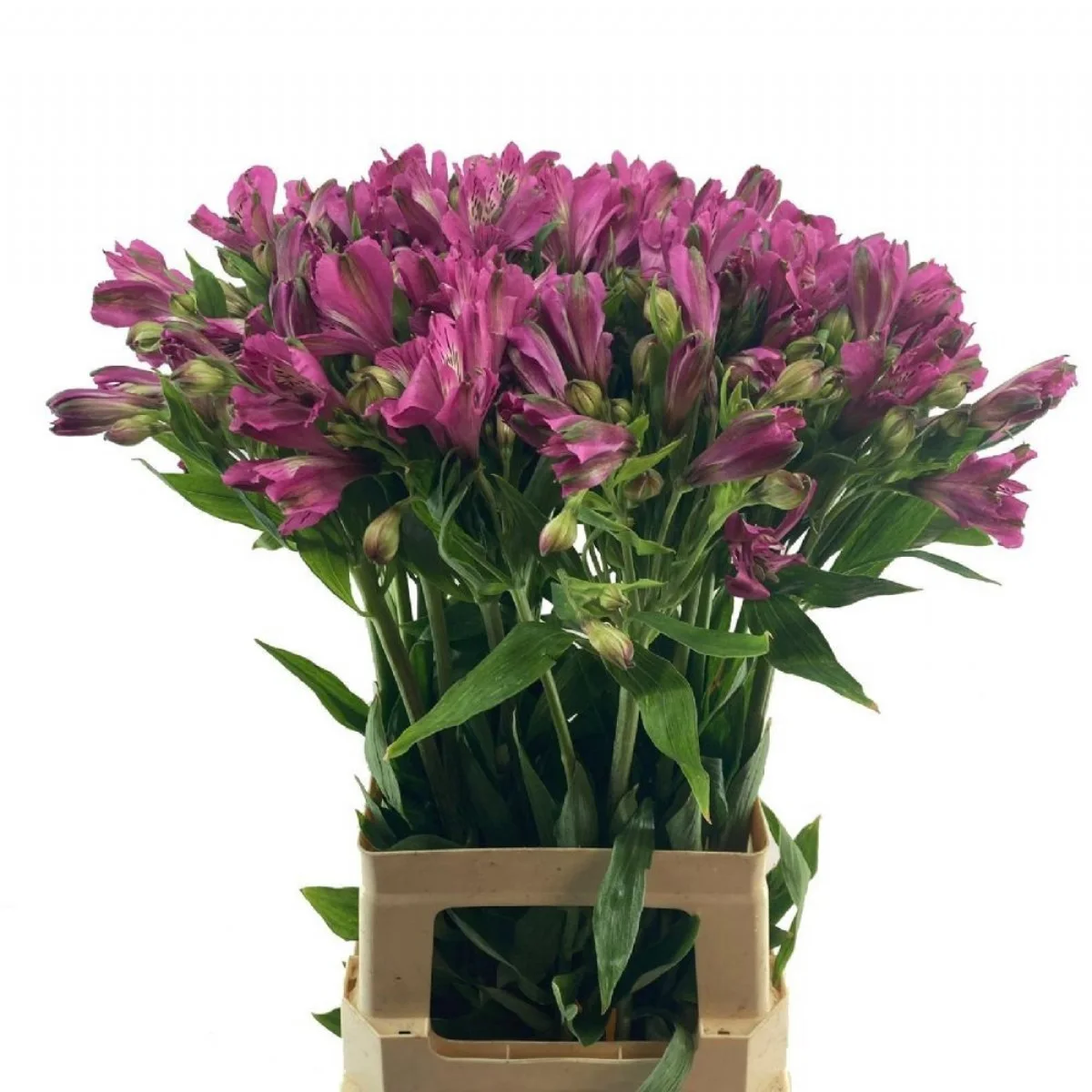 Alstroemeria - MOR