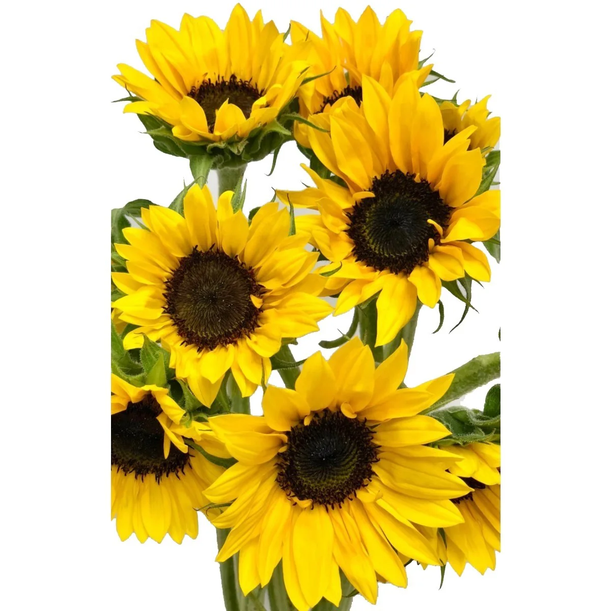 Ayçiçeği - Sunflower Sunbright