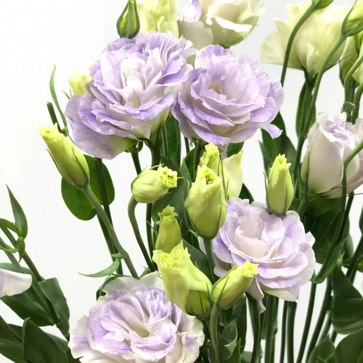 Lisianthus Lavender