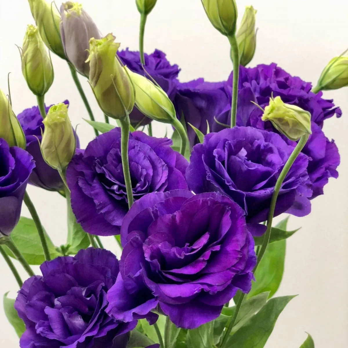 Lisianthus Purple