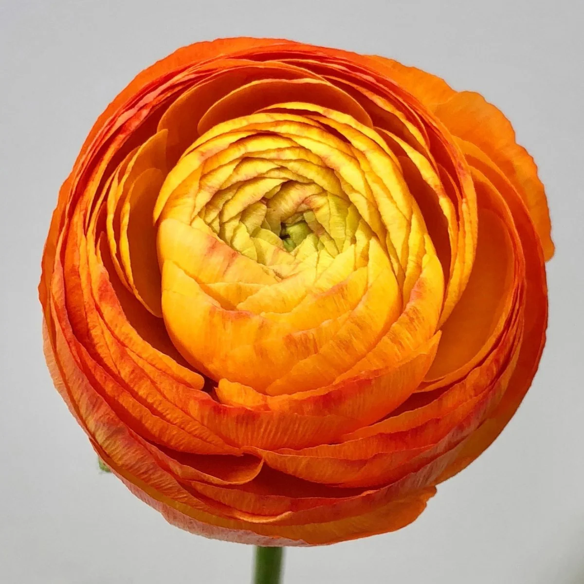 Ranunculus (Erengül) Orange