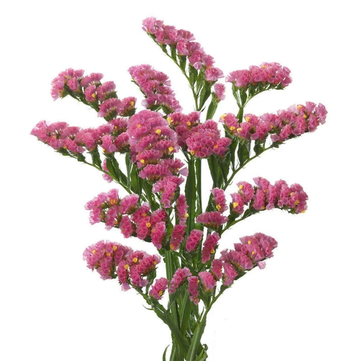 Statice Pembe